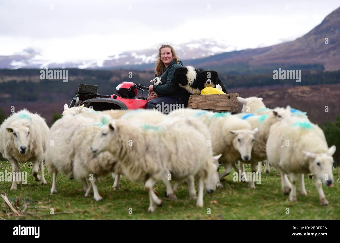 Chloe Malcolm, di 25 anni, tende al suo gregge in quanto è stata nominata come manager di una delle più grandi operazioni di coltivazione di altipiani della Scozia. Supervisionerà 12,000 acri di fattoria collinare e 600 pecore a Glenshero e Inverlair per le Jahama Highland Estates, parte del gruppo industriale GFG Alliance. Foto Stock