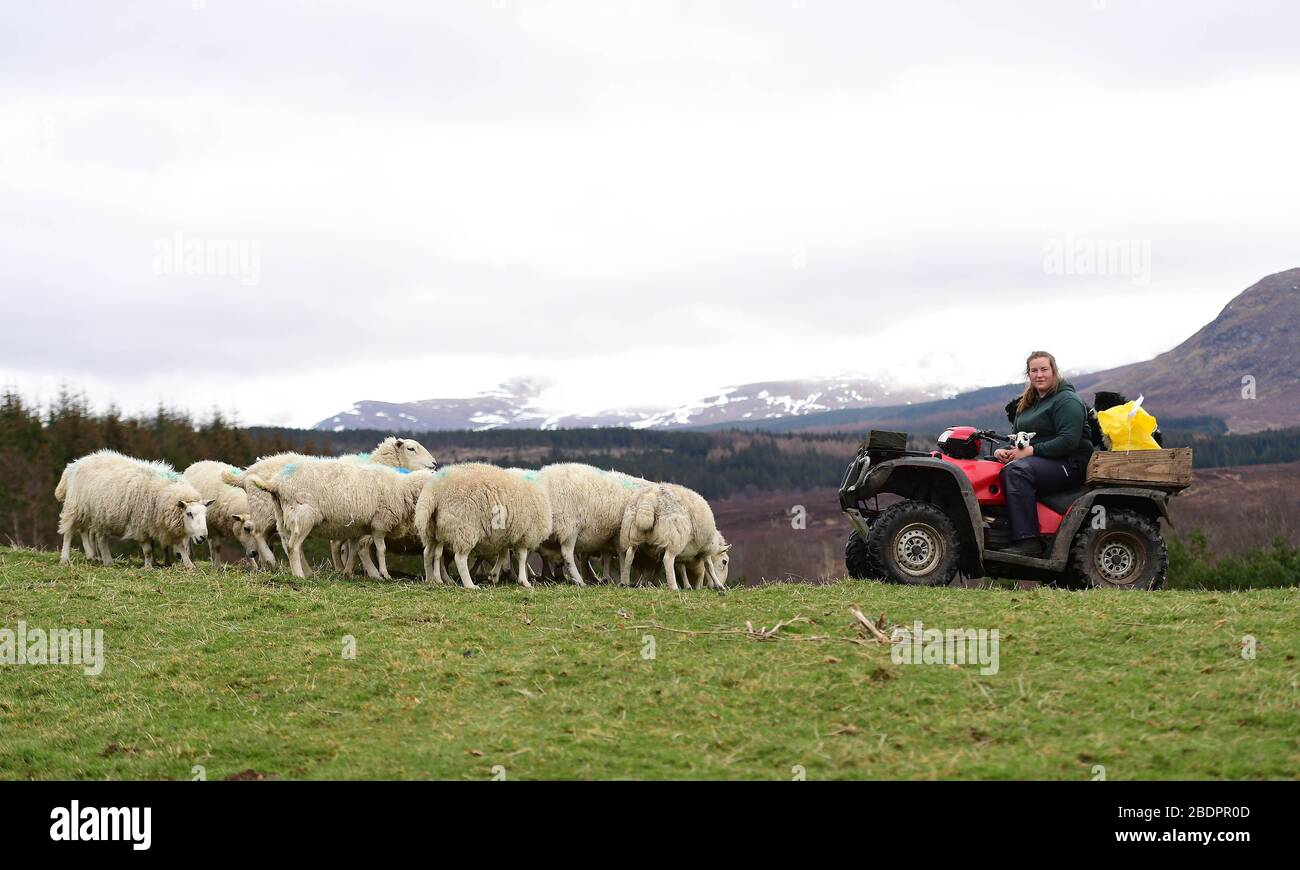 Chloe Malcolm, di 25 anni, tende al suo gregge in quanto è stata nominata come manager di una delle più grandi operazioni di coltivazione di altipiani della Scozia. Supervisionerà 12,000 acri di fattoria collinare e 600 pecore a Glenshero e Inverlair per le Jahama Highland Estates, parte del gruppo industriale GFG Alliance. Foto Stock