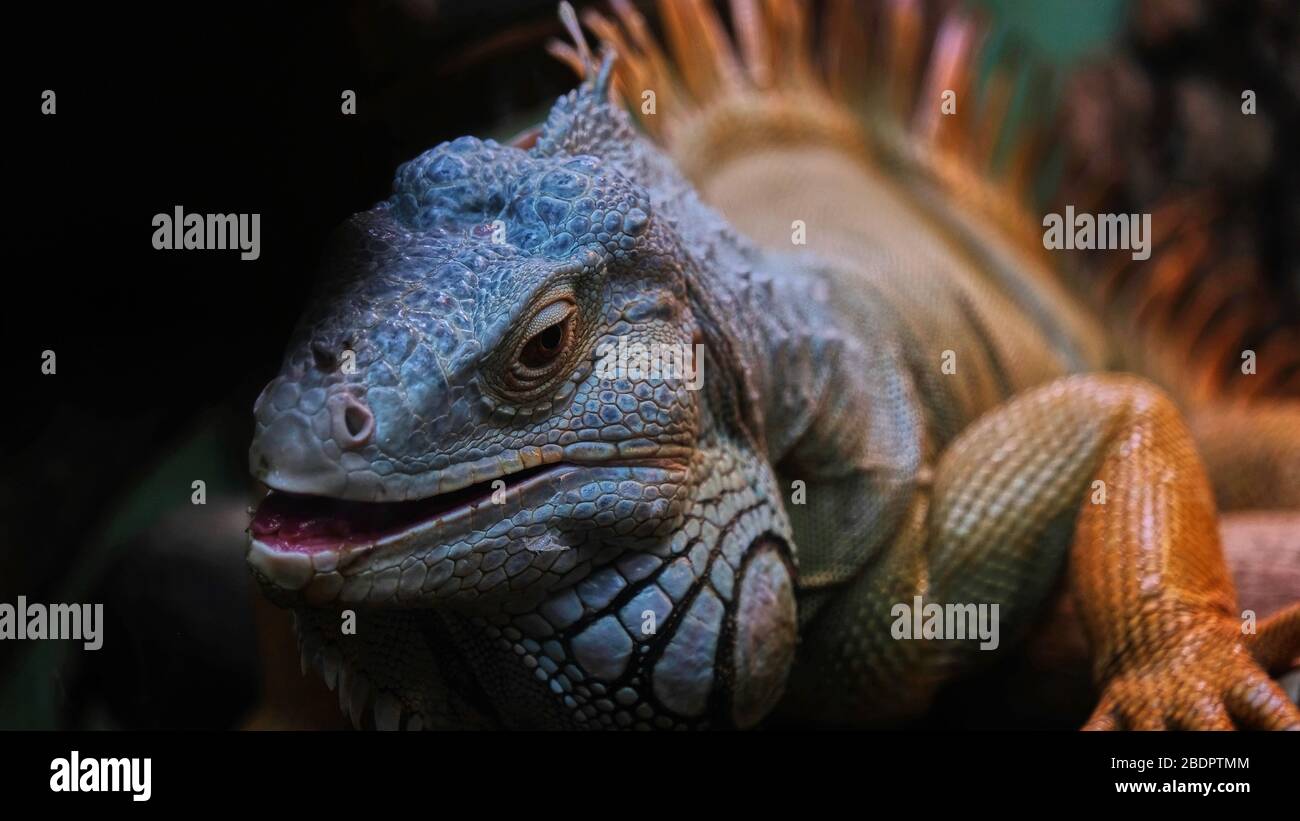 Close-up di un iguana Foto Stock