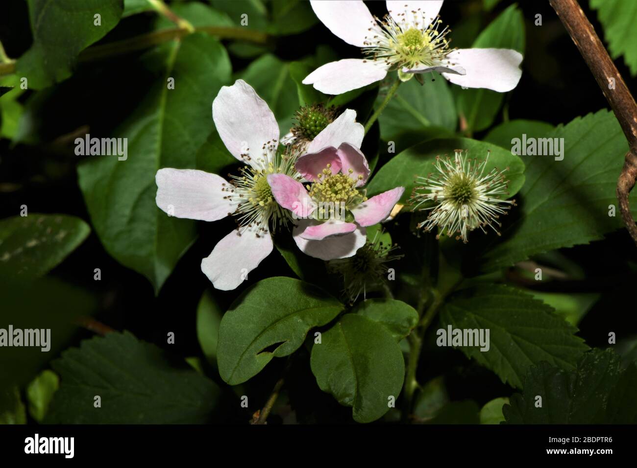 Il fiore di mirtillo rosa del sud. Foto Stock