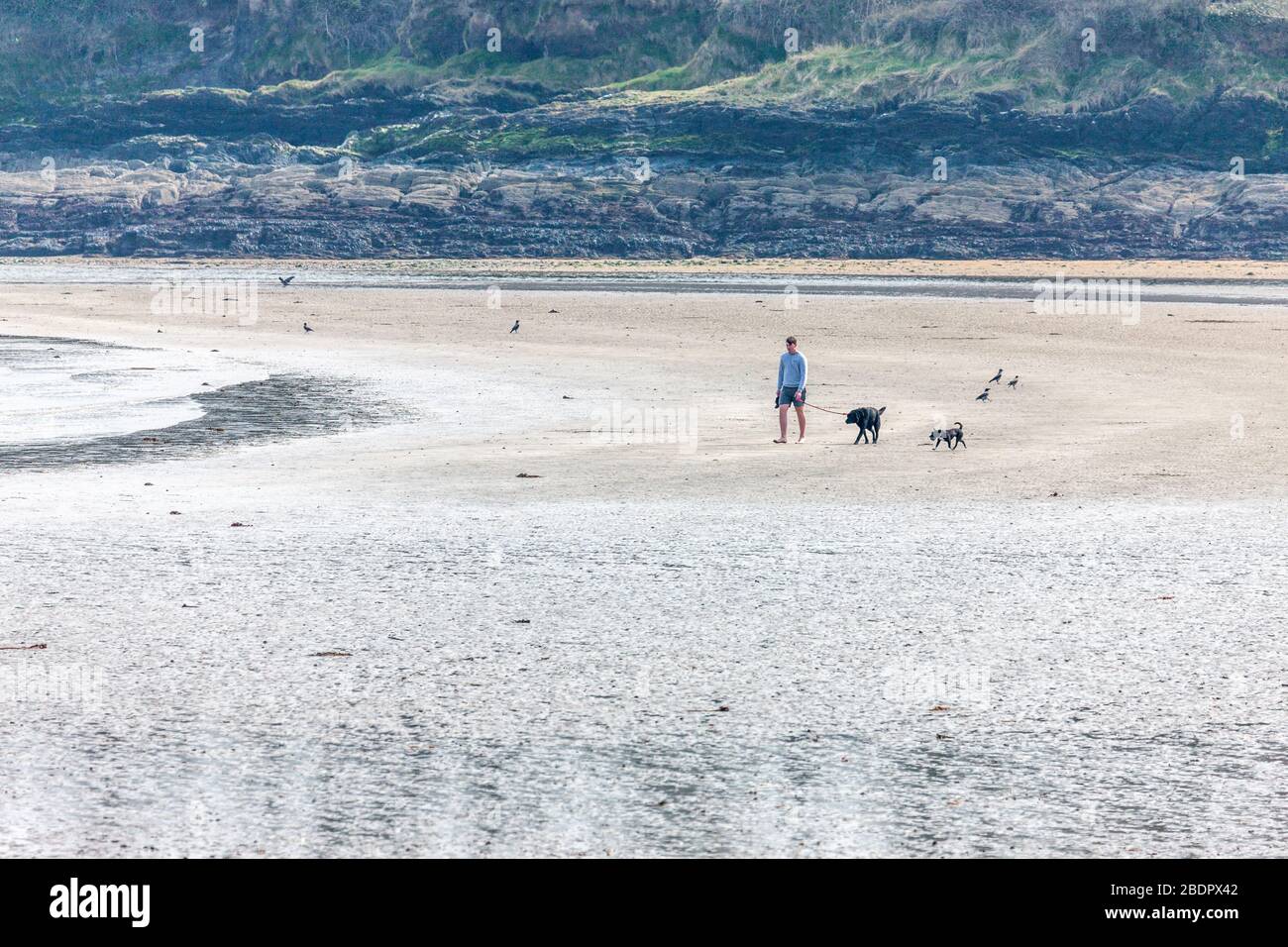 Fountainstown, Cork, Irlanda. 9 aprile 2020. Un uomo cammina i suoi due cani su una spiaggia vuota a Fountainstown, Co. Cork, Irlanda. Gardai e le autorità locali hanno limitato l'accesso alle spiagge solo alle persone che vivono entro 2 km, nel tentativo di arginare la diffusione del Covid-19. I consulenti medici del governo hanno sollevato preoccupazioni riguardo a un possibile aumento dei pazienti nel corso di questo mese se i membri del pubblico non hanno aderito ai requisiti di distanza sociale nel fine settimana di Pasqua e Gardai hanno intensificato le pattuglie sulla strada principale e altri ben noti luoghi di incontro. - credito; David Creedon / Alamy Live News Foto Stock