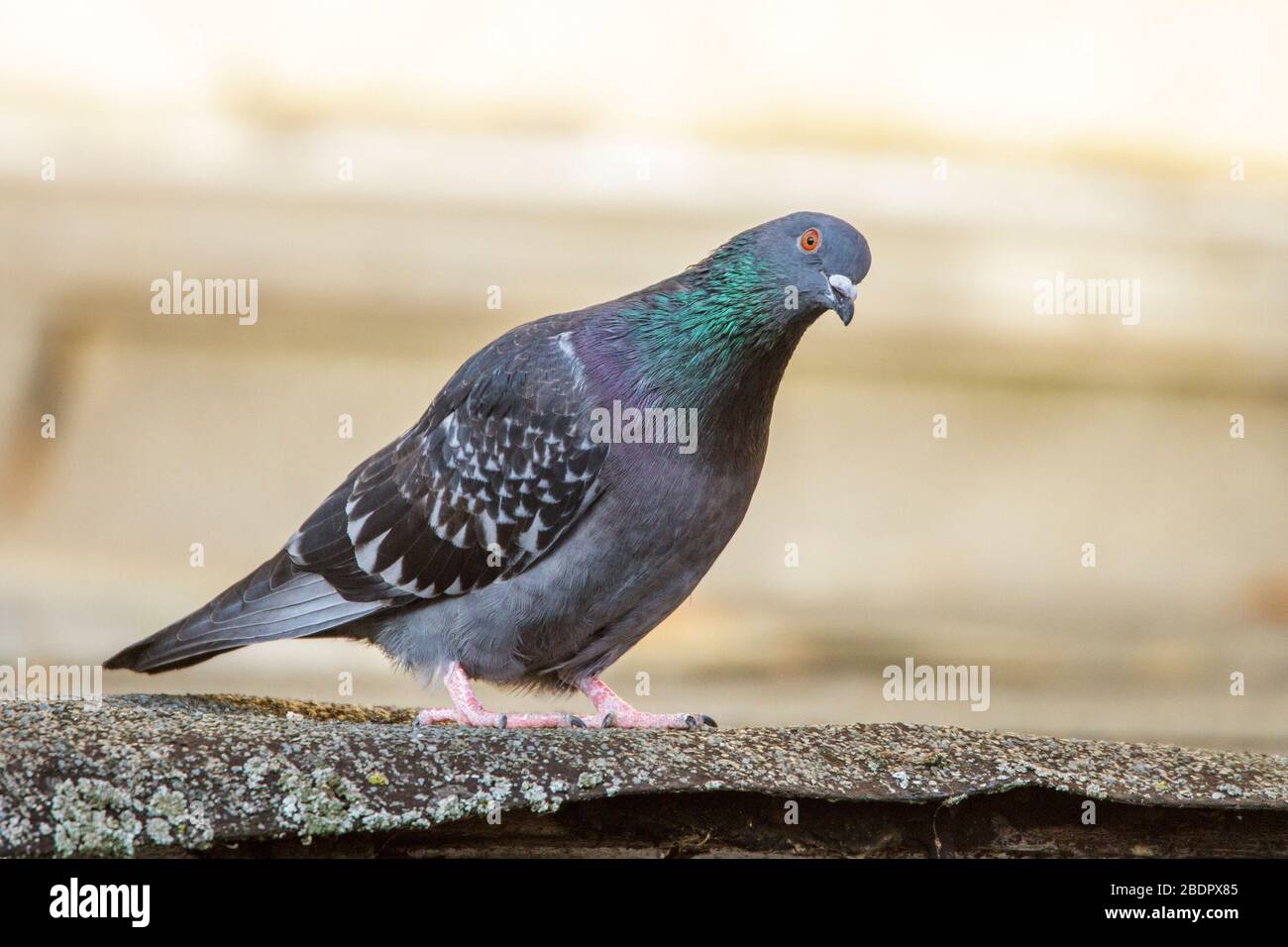 Haustaube (Columba livia domestica) Foto Stock