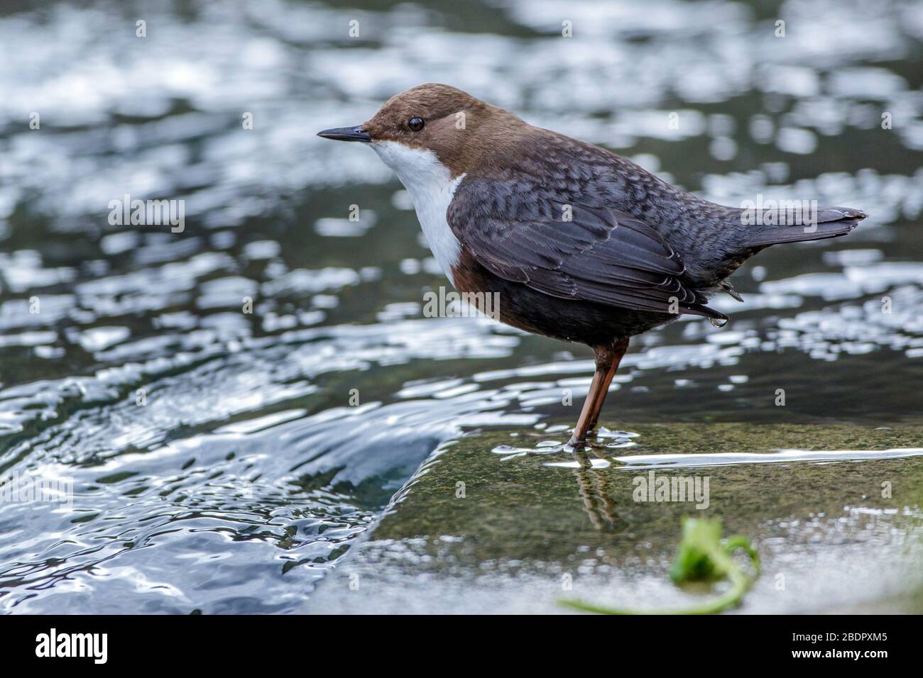 Wasseramsel (Cinclus cinclus) Foto Stock