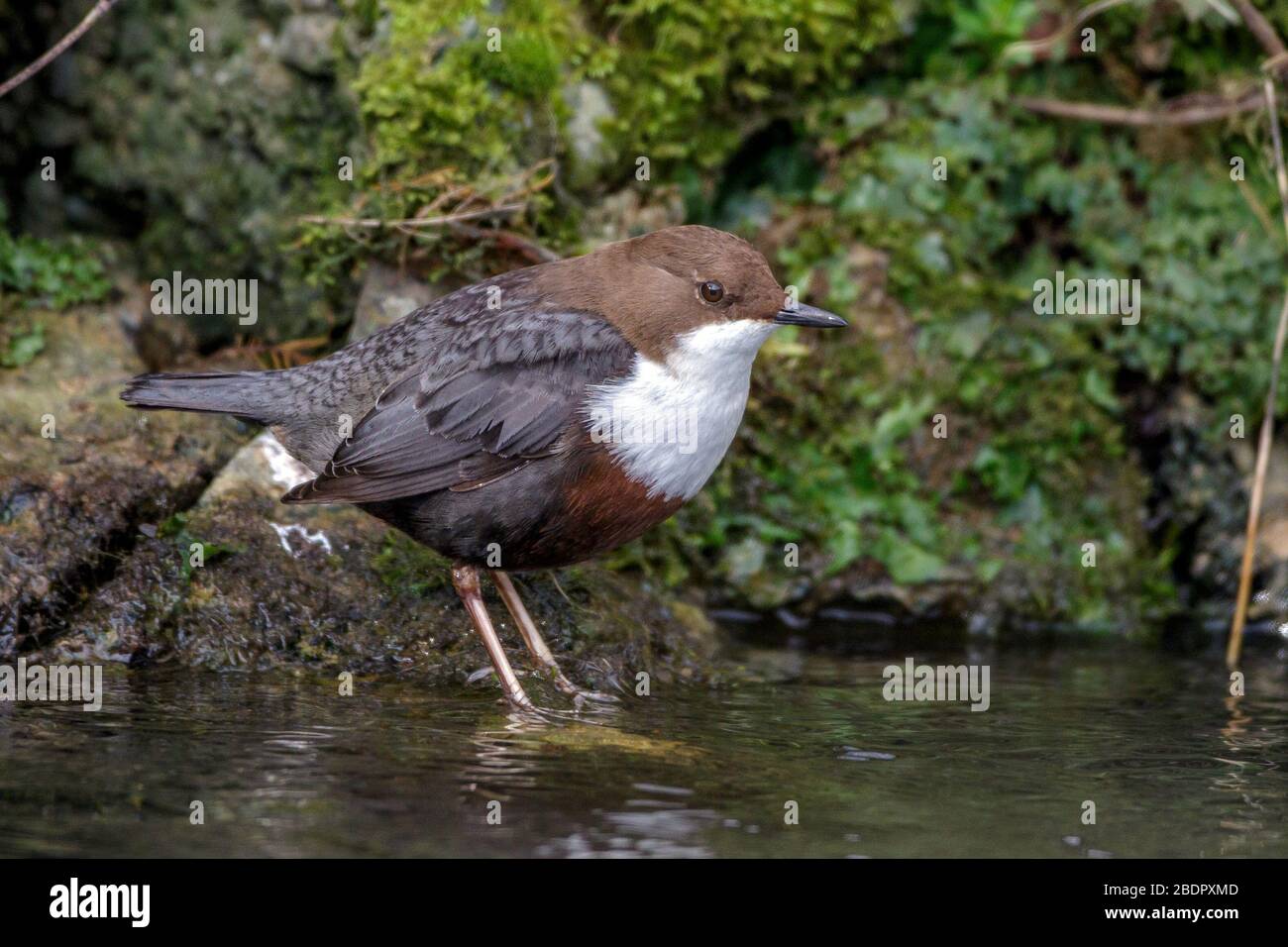 Wasseramsel (Cinclus cinclus) Foto Stock