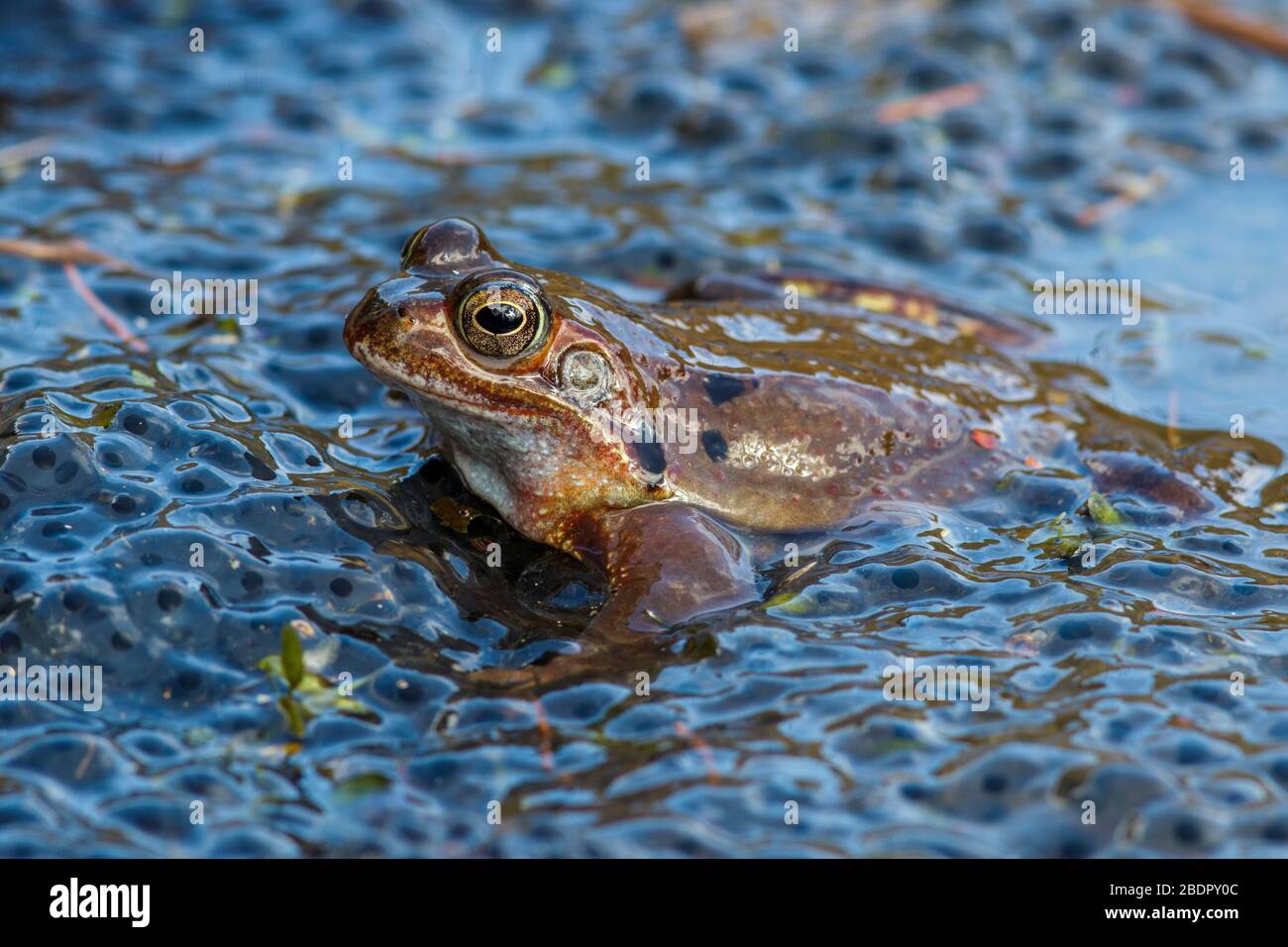 Grasfrosch (Rana temporaria) Foto Stock