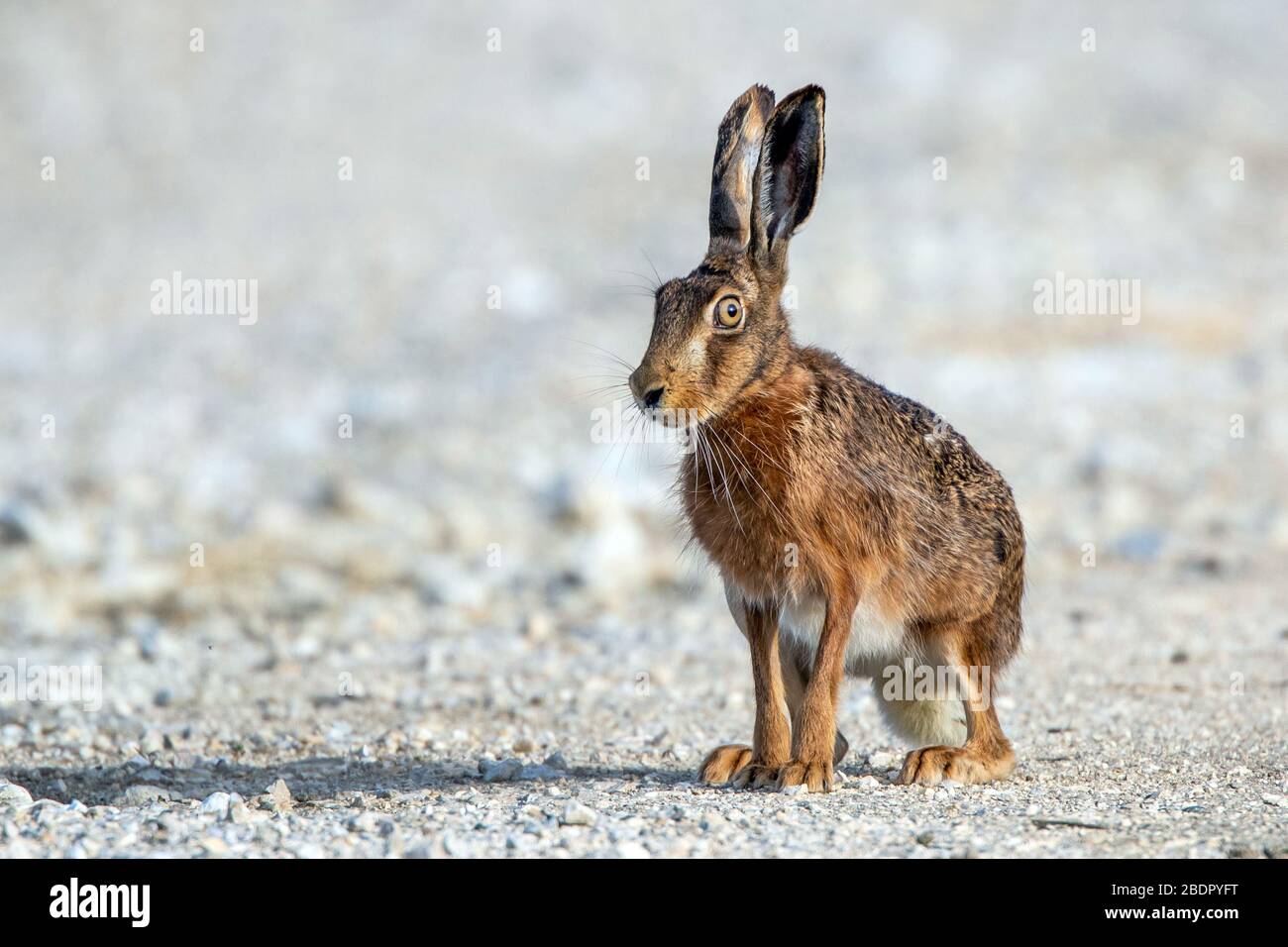 Feldhase (Lepus europaeus) Foto Stock
