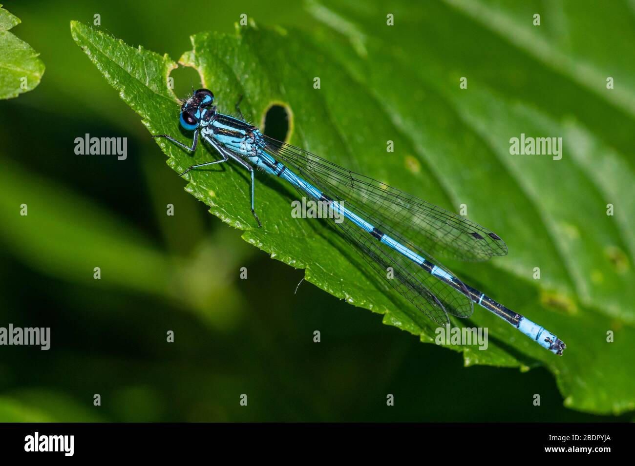 Hufeisen-Azurjungfer (Coenagrion puella) Männchen Foto Stock