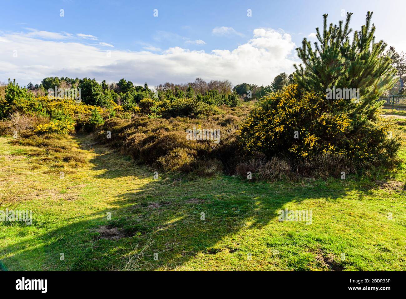 Heathland appena a nord di Formby, Sefton, Merseyside Foto Stock