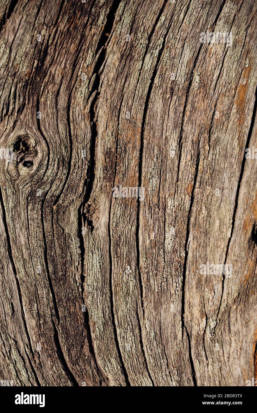 Legno vecchio asciutto sfondo marrone. Legno naturale, crepe su legno secco dal sole e dal tempo. Strisce di incrinature. Struttura del legno Foto Stock