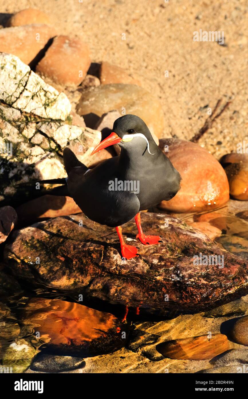 Inca Tern at Living Coasts, Torquay, Devon, UK. Habitat naturale: - trovato lungo le coste del Perù e Cile intorno a scogliere rocciose cime. Foto Stock