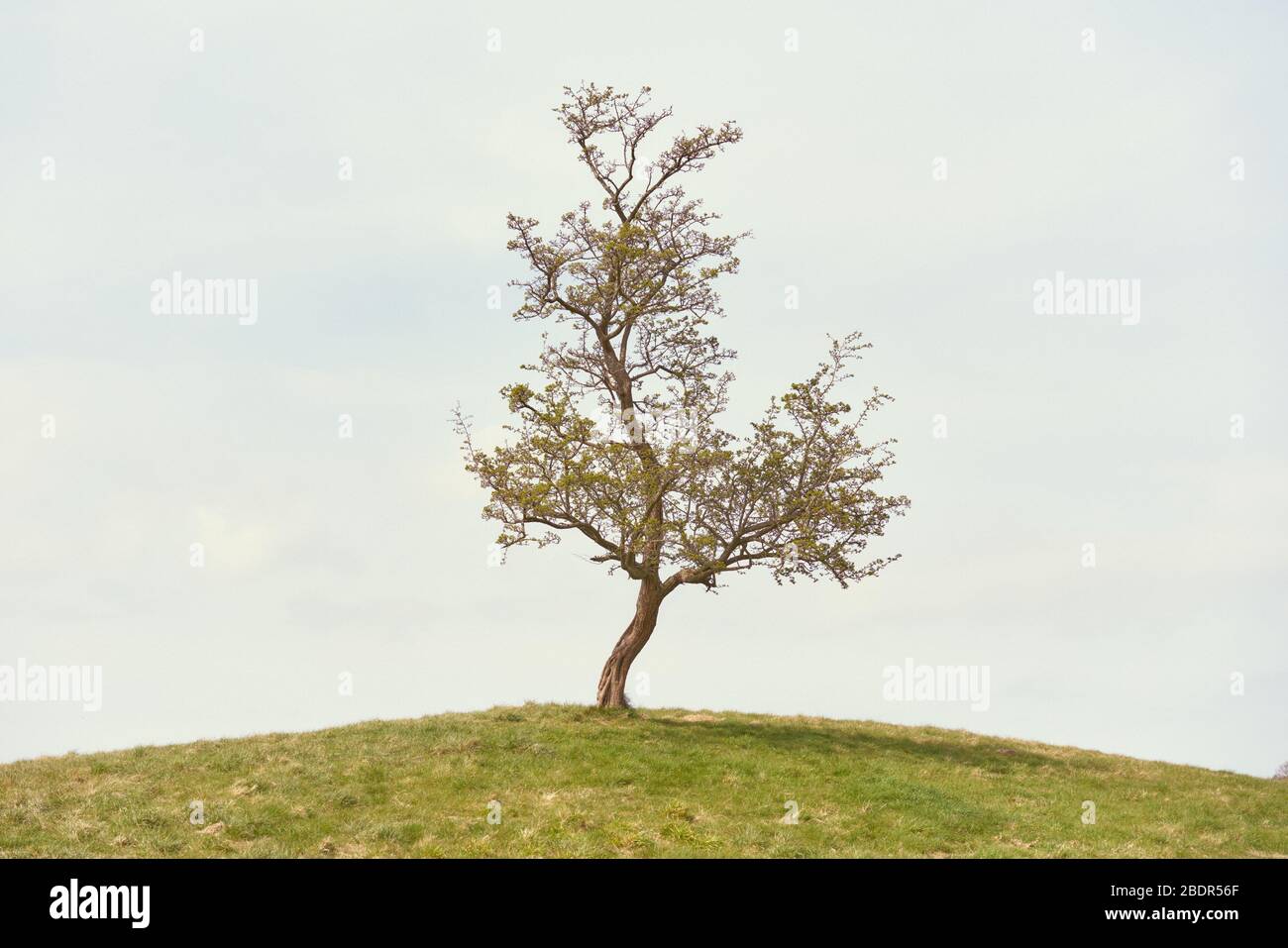 Un albero unico nel Phoenix Park, Dublino città, Irlanda. Foto Stock