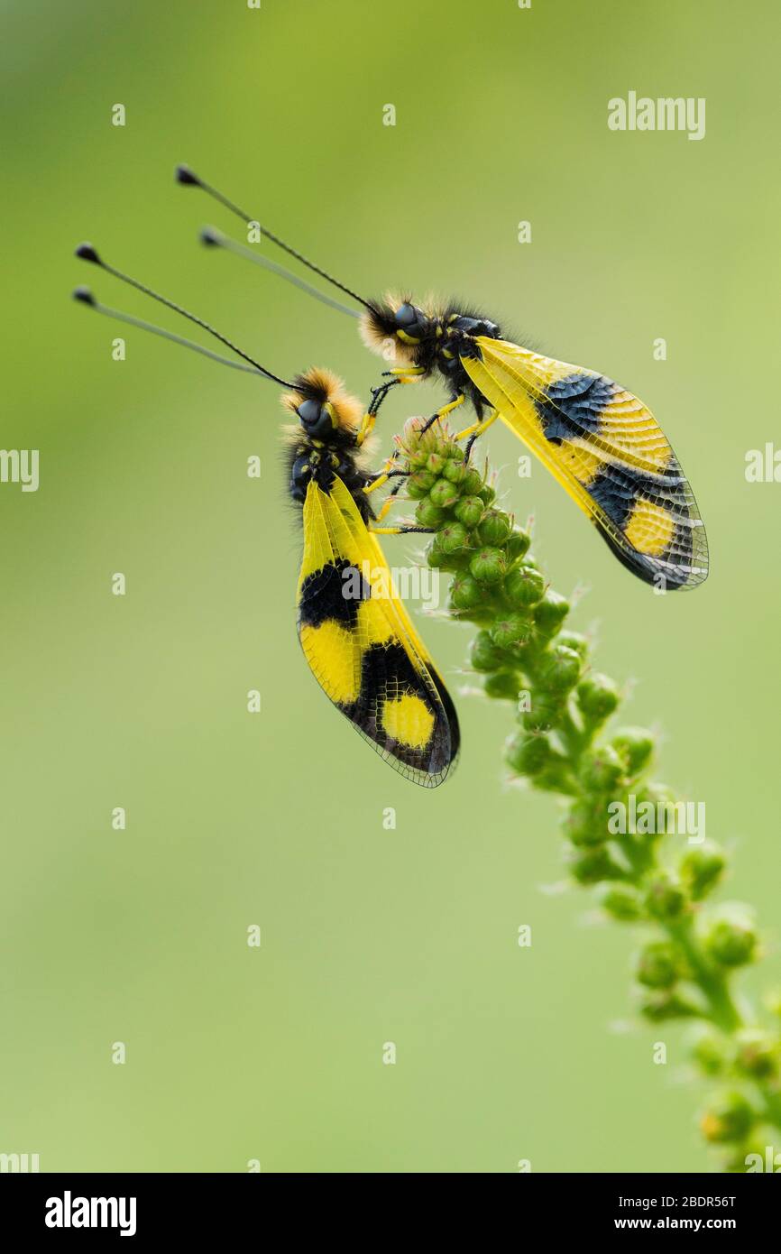 Un paio di mosche (Ascalaphus libelloides macaronius) che lottano per il primo posto su un fusto d'erba in un prato in Bulgaria Foto Stock
