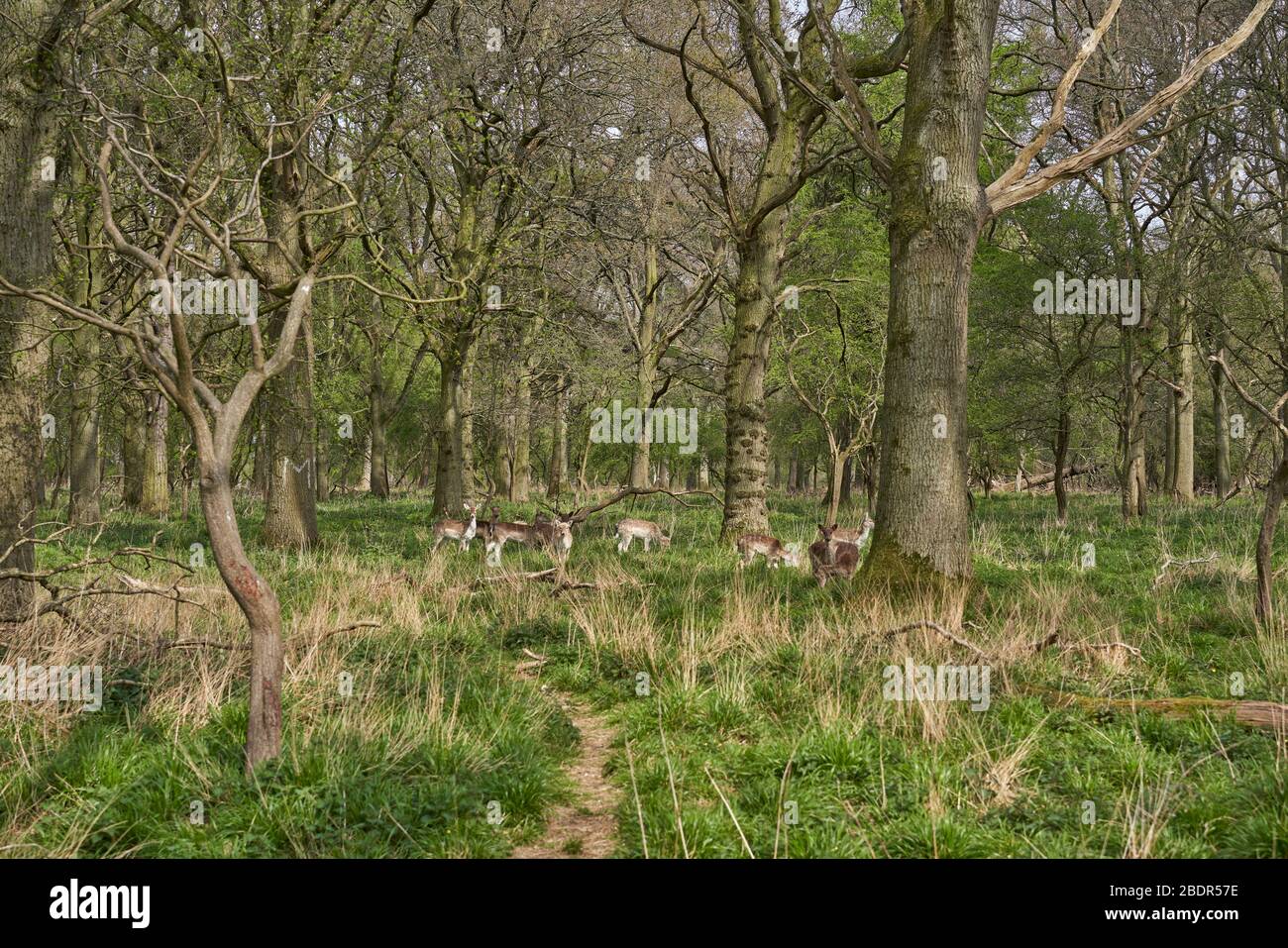 Cervi nel Phoenix Park di Dublino, Irlanda. Foto Stock