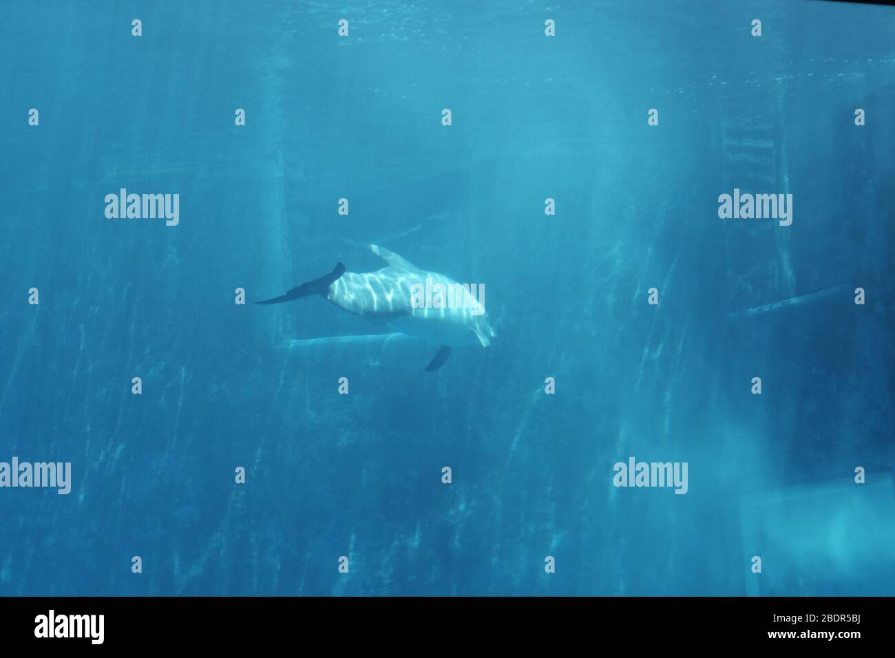 Delfini subacquei all'acquario di Genova Foto Stock