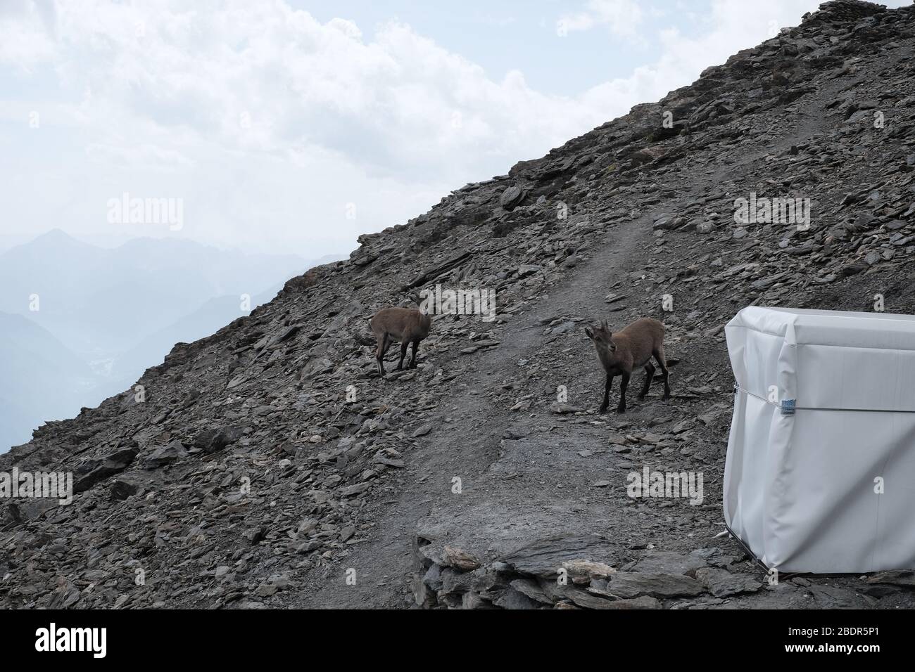 Stambecco sul monte Rocciamelone in valsusa Foto Stock