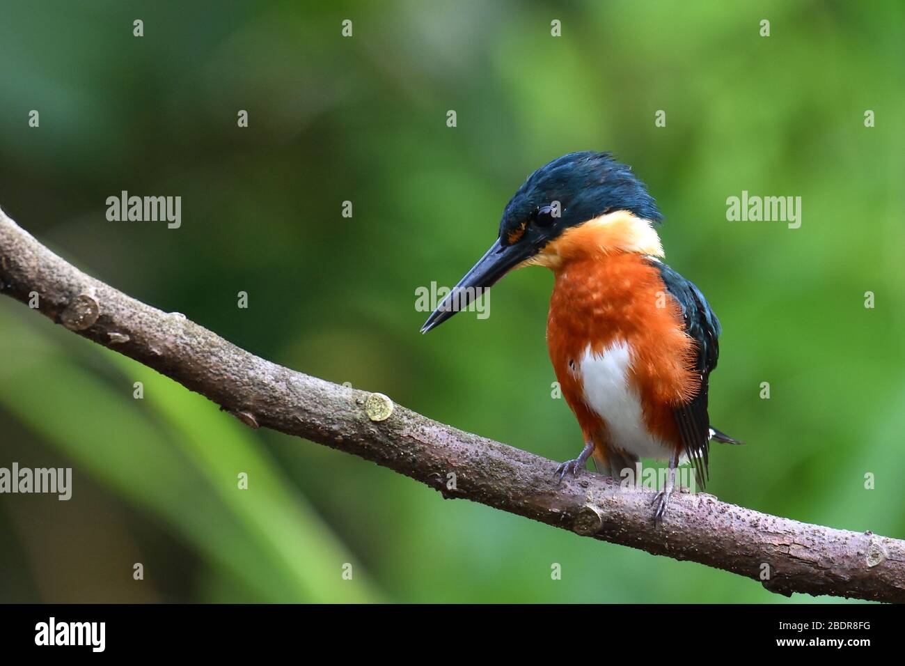 Il Kingfisher americano Pygmy in un fiume del Costa Rica Foto Stock