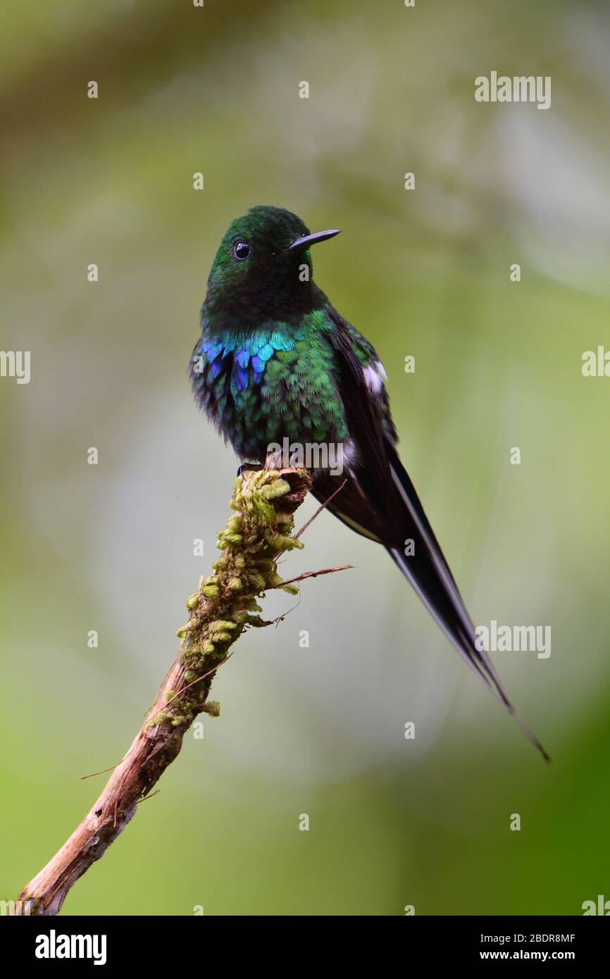 Thorntail verde nella foresta delle nuvole del Costa Rica Foto Stock