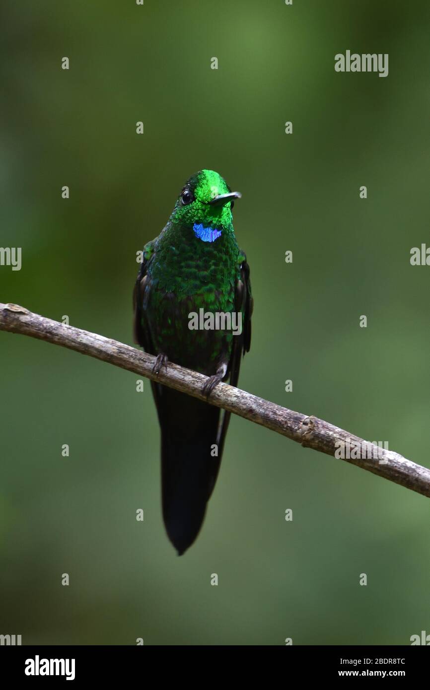 Verde-coronato brillante nella foresta pluviale del Costa Rica Foto Stock
