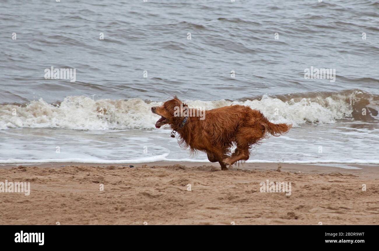 Portobello, Edimburgo, Scozia, Regno Unito. 9 aprile 2020. Fresco e nuvoloso al mare con temperatura di 10 gradi centigradi. Una spiaggia eccezionalmente tranquilla ma non ha arrestato Buddy il Cocker Spaniel che esercita una certa energia lungo la costa mentre insegue la sua palla. Il congelamento del suo movimento fa sembrare che sia in una posizione yoga di equilibrio del braccio. Foto Stock