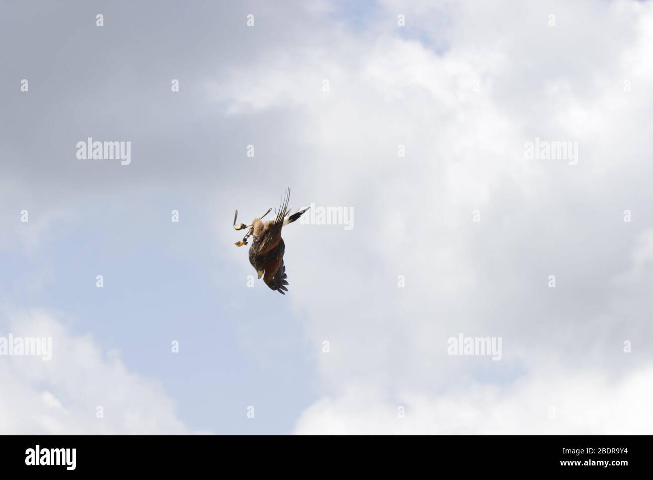 Il falco egiziano che vola nel cielo Foto Stock