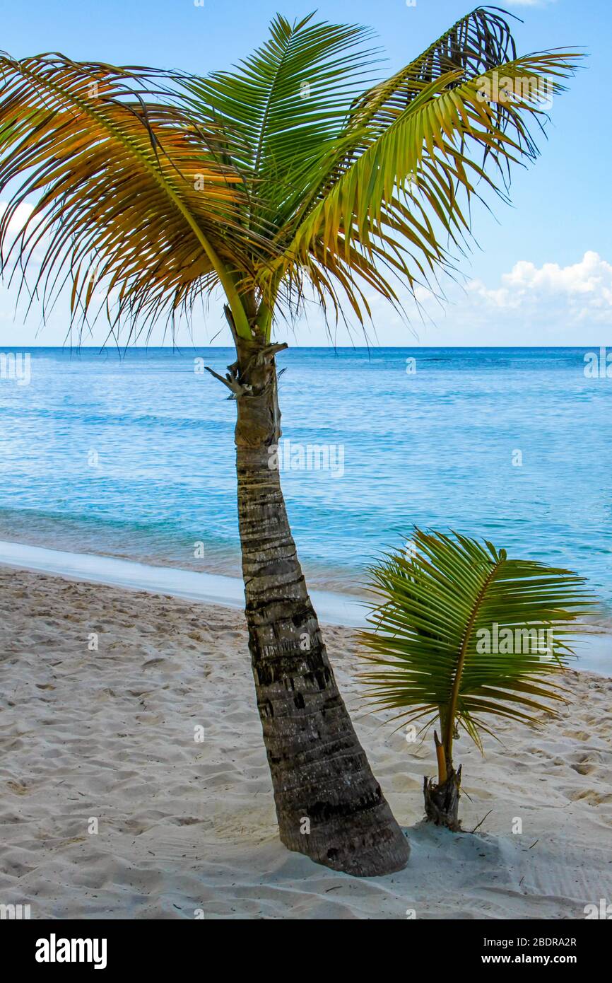 Una splendida vista su due palme su una spiaggia dell'isola di Saona. Foto Stock