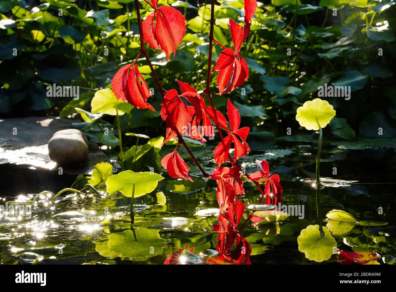 Sole rosso di salita in giù nel laghetto Foto Stock