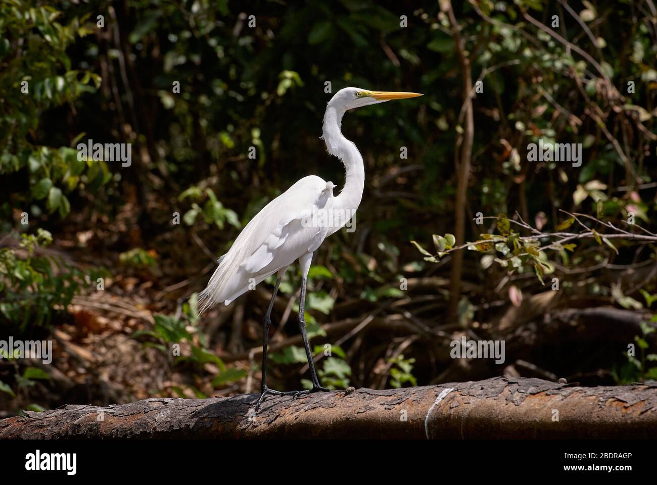 Grande Ergo, airone bianco, albus Casmerodius, LOS LLANOS, Venezuela, Sud America, America Foto Stock