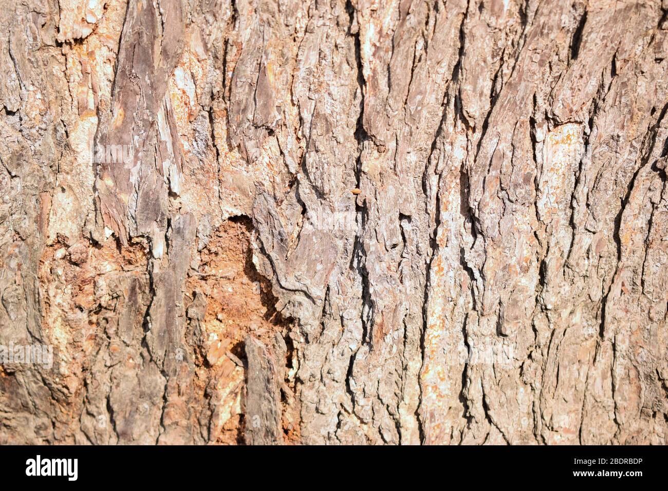 Albero Bark rugged Texture sfondo Macro Stock Fotografia immagine Foto Stock