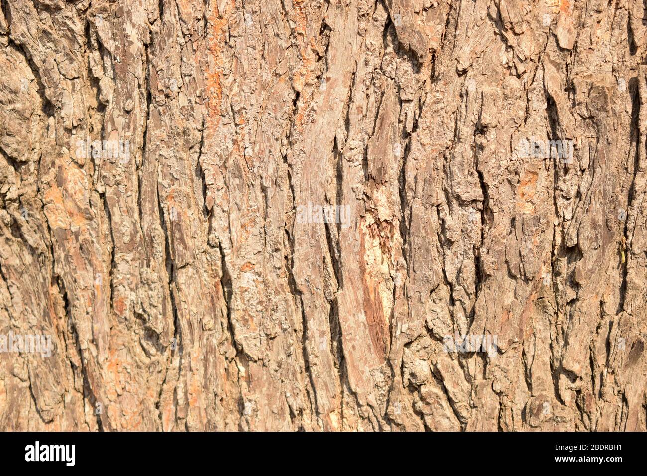 Albero secco nodi ramo trama primo piano sfondo Macro Stock Fotografia immagine Foto Stock