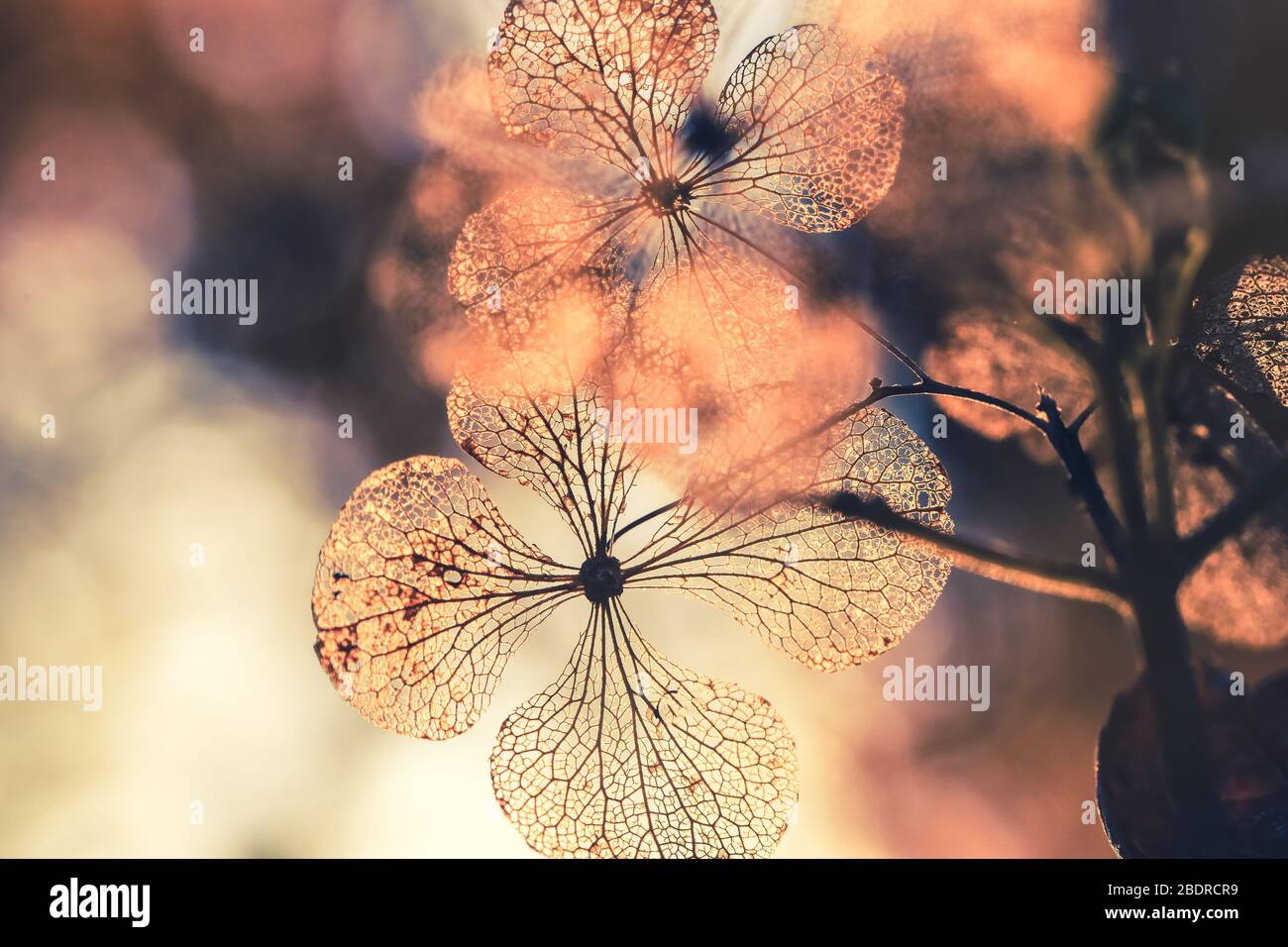 Fuoco selettivo su petalo di fiori di hydrangea asciutti con sfondo verde della natura Foto Stock