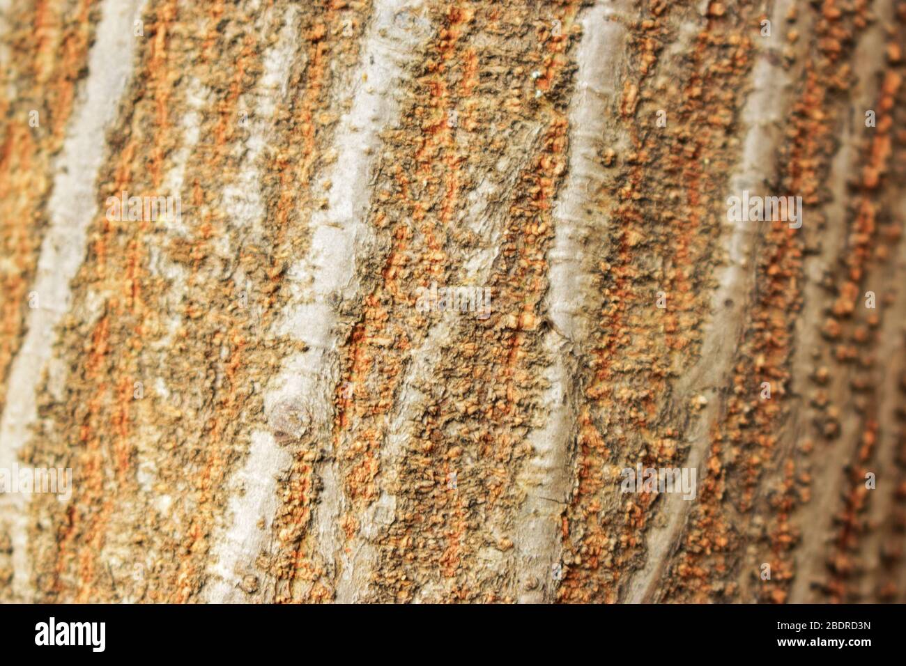 Albero Bark rugged Texture sfondo Macro Stock Fotografia immagine Foto Stock