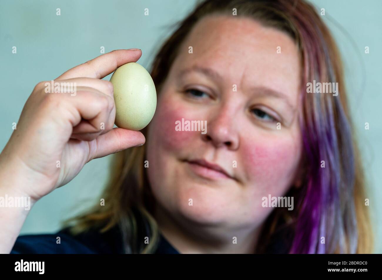 Amore Gorgie Farm, Pasqua, Zia Vest animale allevamento controllo le uova che sono in incubatore per piccoli pulcini di pasqua Foto Stock