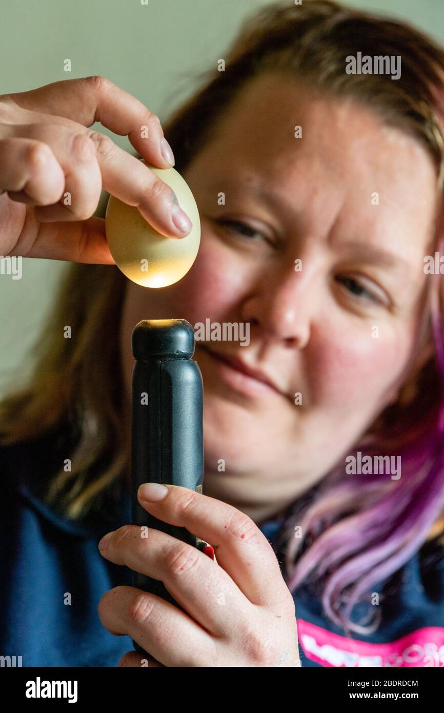 Amore Gorgie Farm, Pasqua, Zia Vest animale allevamento controllo le uova che sono in incubatore per piccoli pulcini di pasqua Foto Stock