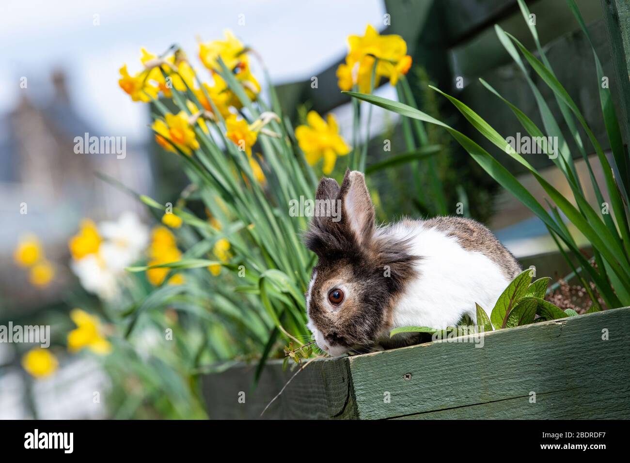Lily il coniglio testalunga in un cesto pasquale con narcisi a LOVE Gorgie Farm, Gorgie, Edimburgo, Scozia, Regno Unito Foto Stock