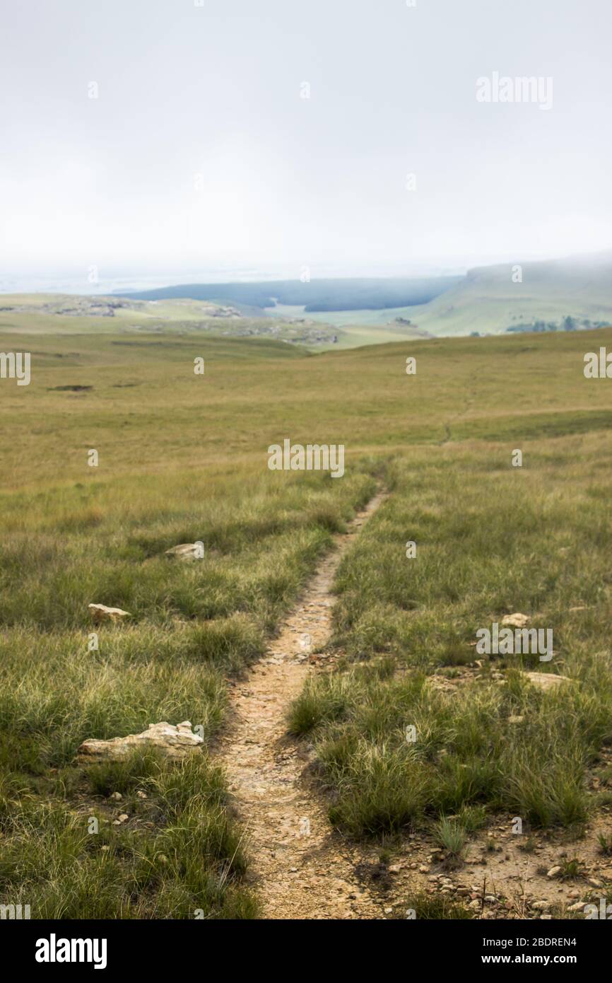 Un sentiero stretto attraverso il praterie alpino austro-Afro della zona di Cobham del Drakensberg, Sudafrica Foto Stock