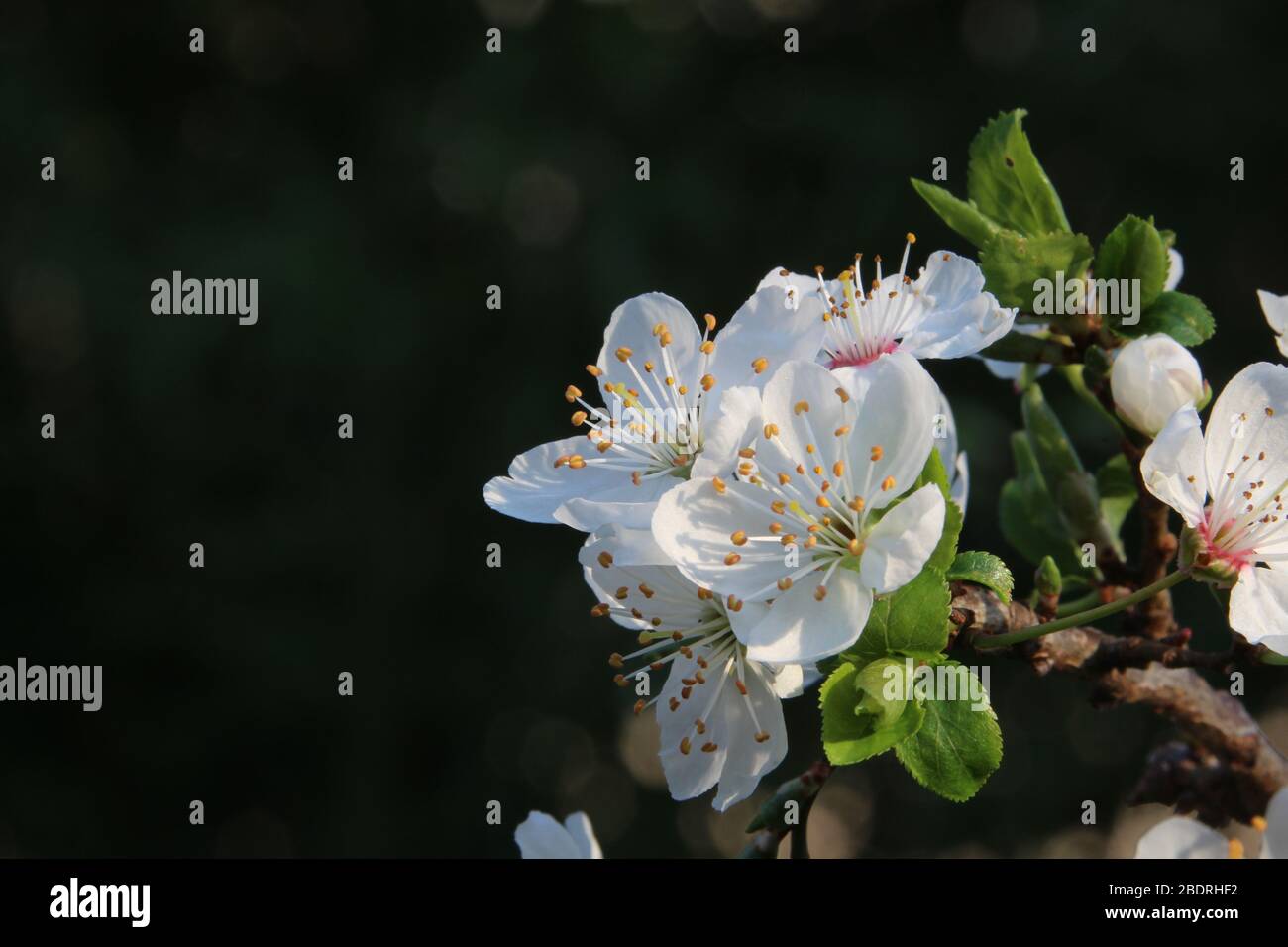 Fiore di pera bianco Foto Stock
