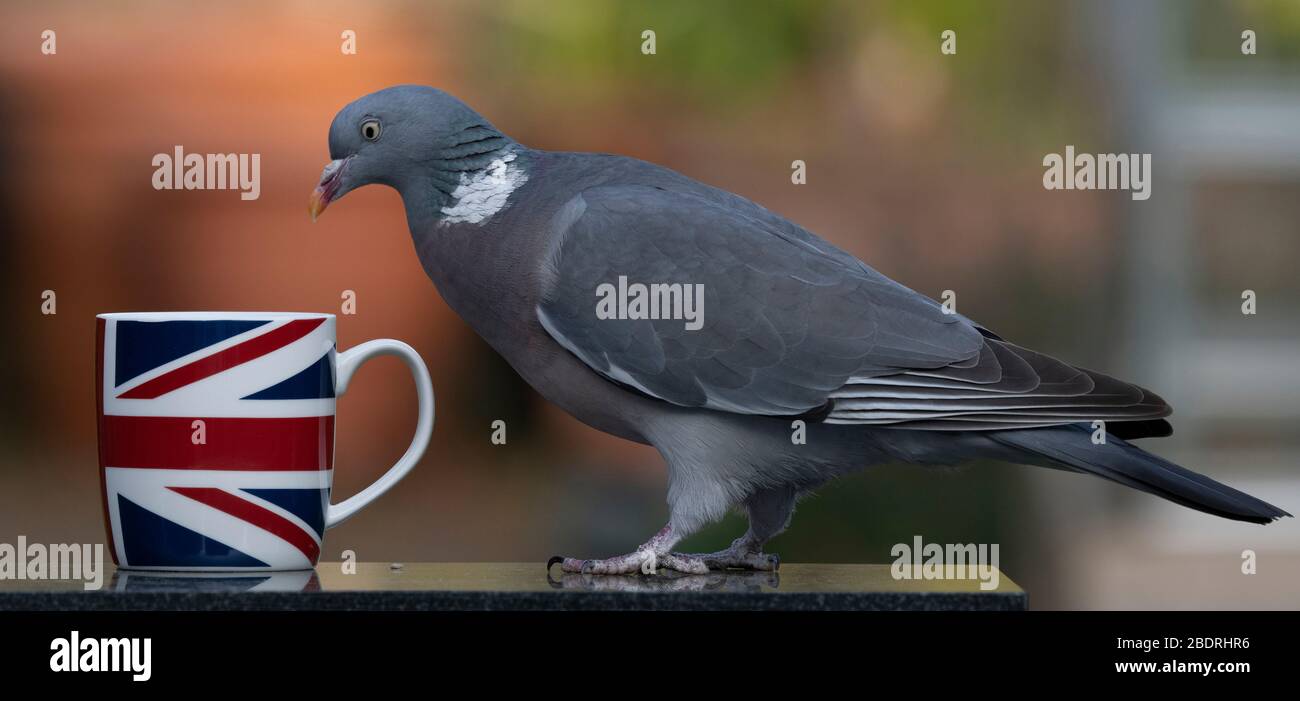 Londra, Regno Unito. 9 aprile 2020. Woodpigeon esamina una tazza di tè nel tardo pomeriggio su un tavolo da giardino suburbano. Credit: Malcolm Park/Alamy Live News. Foto Stock