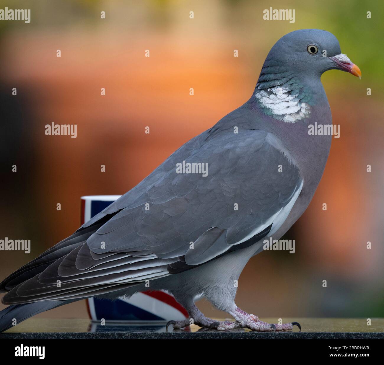 Londra, Regno Unito. 9 aprile 2020. Woodpigeon esamina una tazza di tè nel tardo pomeriggio su un tavolo da giardino suburbano. Credit: Malcolm Park/Alamy Live News. Foto Stock