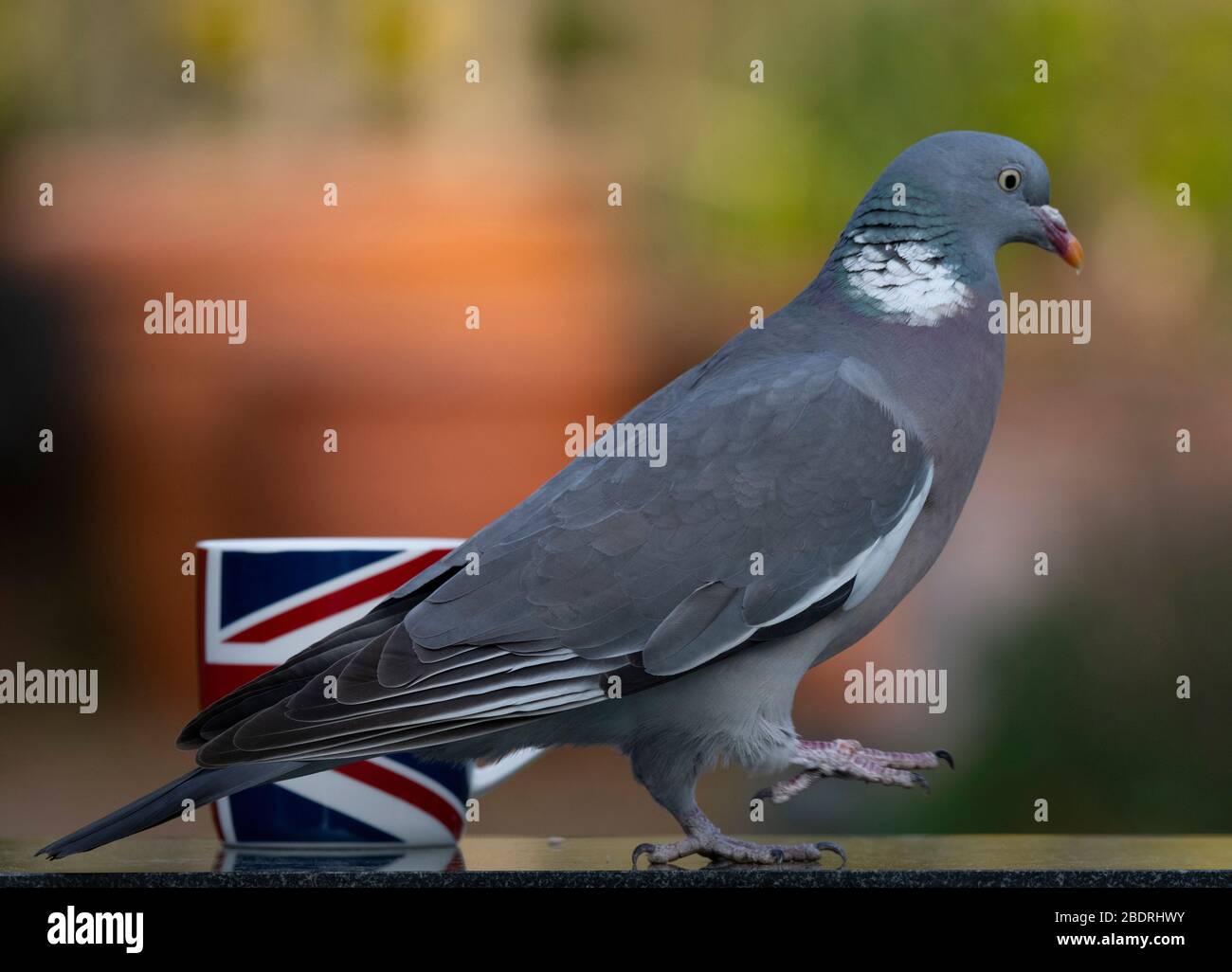 Londra, Regno Unito. 9 aprile 2020. Woodpigeon esamina una tazza di tè nel tardo pomeriggio su un tavolo da giardino suburbano. Credit: Malcolm Park/Alamy Live News. Foto Stock