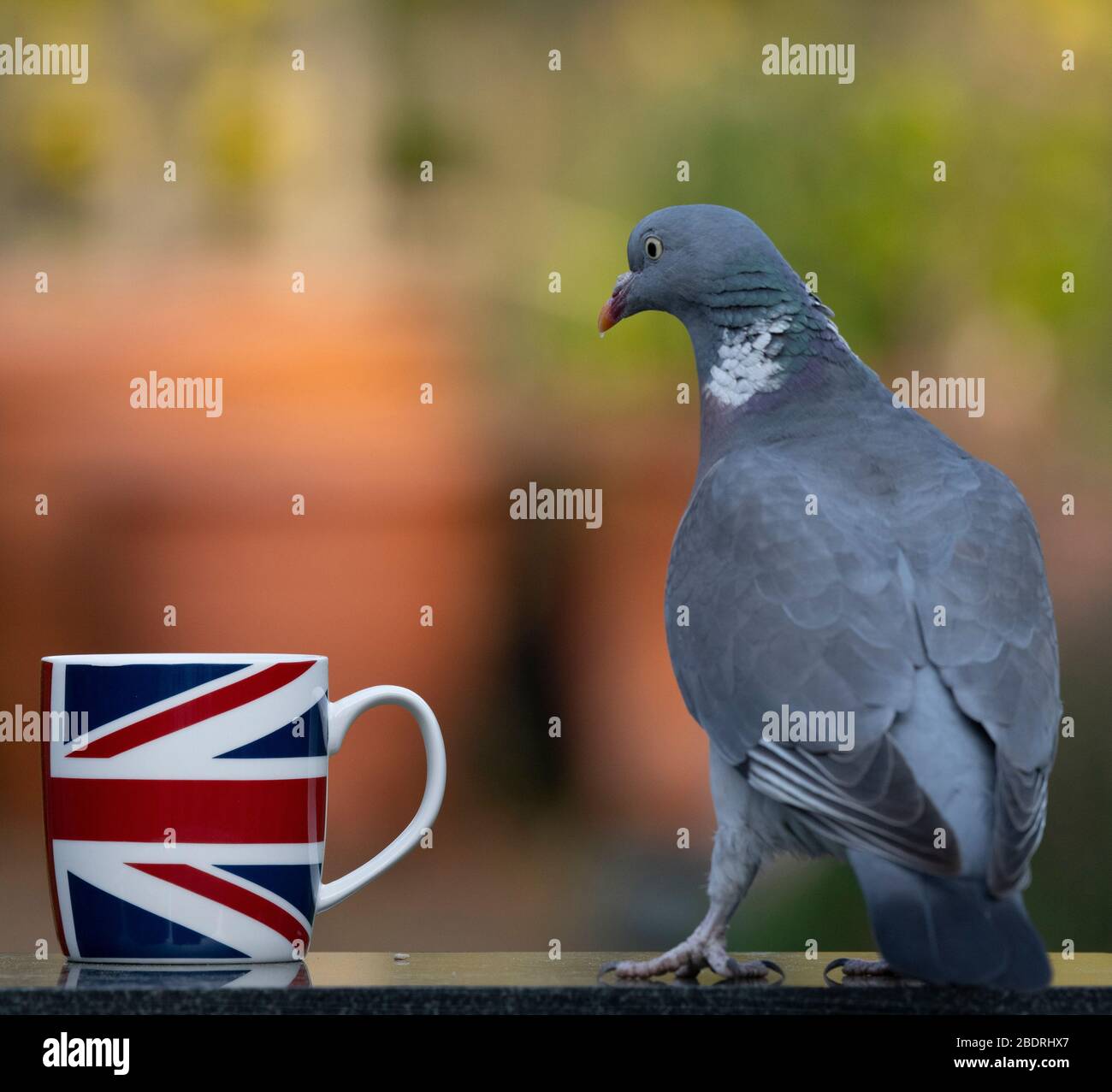 Londra, Regno Unito. 9 aprile 2020. Woodpigeon esamina una tazza di tè nel tardo pomeriggio su un tavolo da giardino suburbano. Credit: Malcolm Park/Alamy Live News. Foto Stock