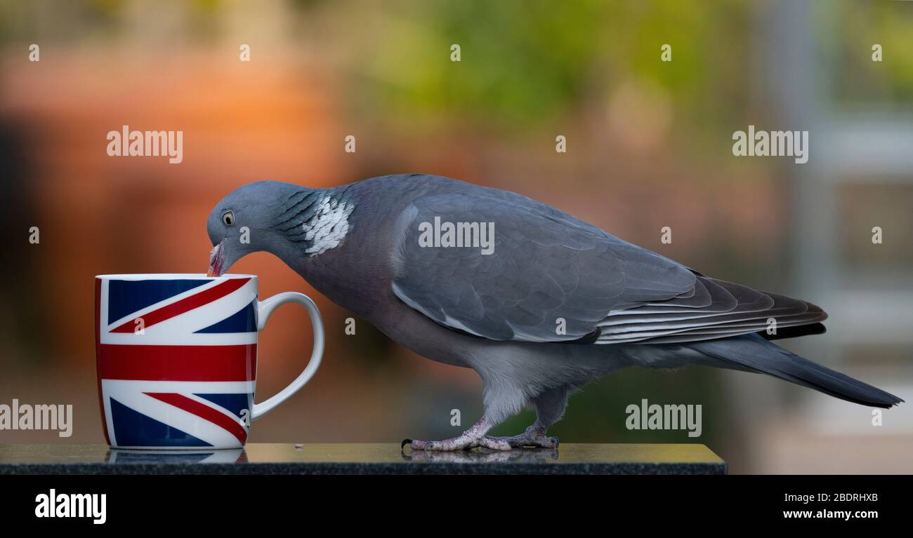 Londra, Regno Unito. 9 aprile 2020. Woodpigeon esamina una tazza di tè nel tardo pomeriggio su un tavolo da giardino suburbano. Credit: Malcolm Park/Alamy Live News. Foto Stock