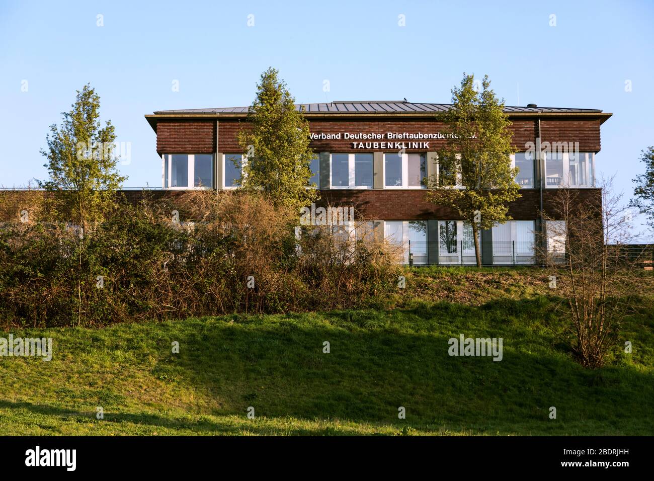 Clinica di piccione dell'Associazione dei allevatori di piccioni tedeschi e.V. Foto Stock
