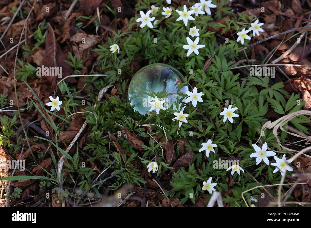 Anemoni. La sfera di vetro si trova tra i fiori. Foto Stock