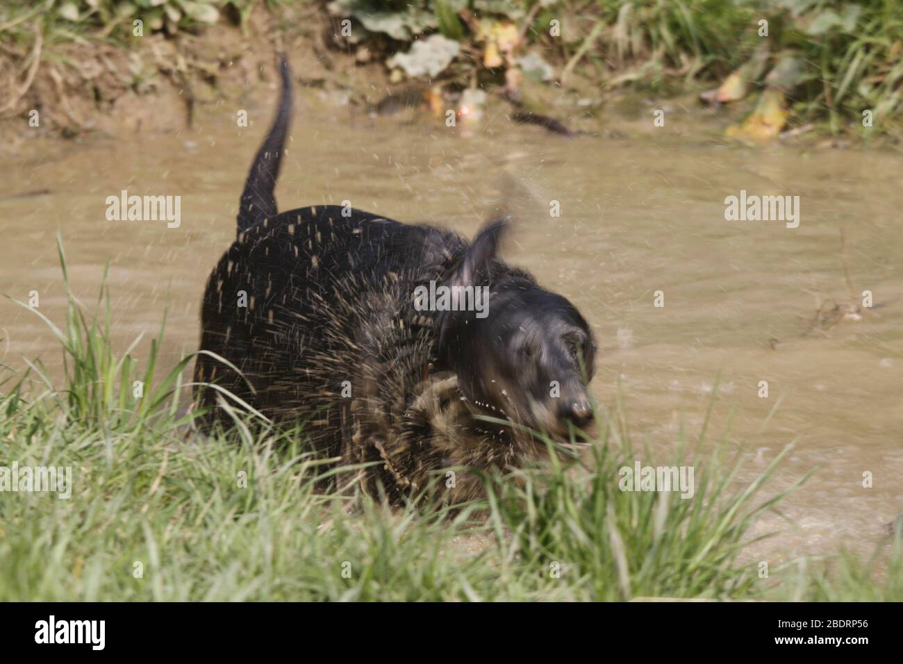 cane in acqua Foto Stock
