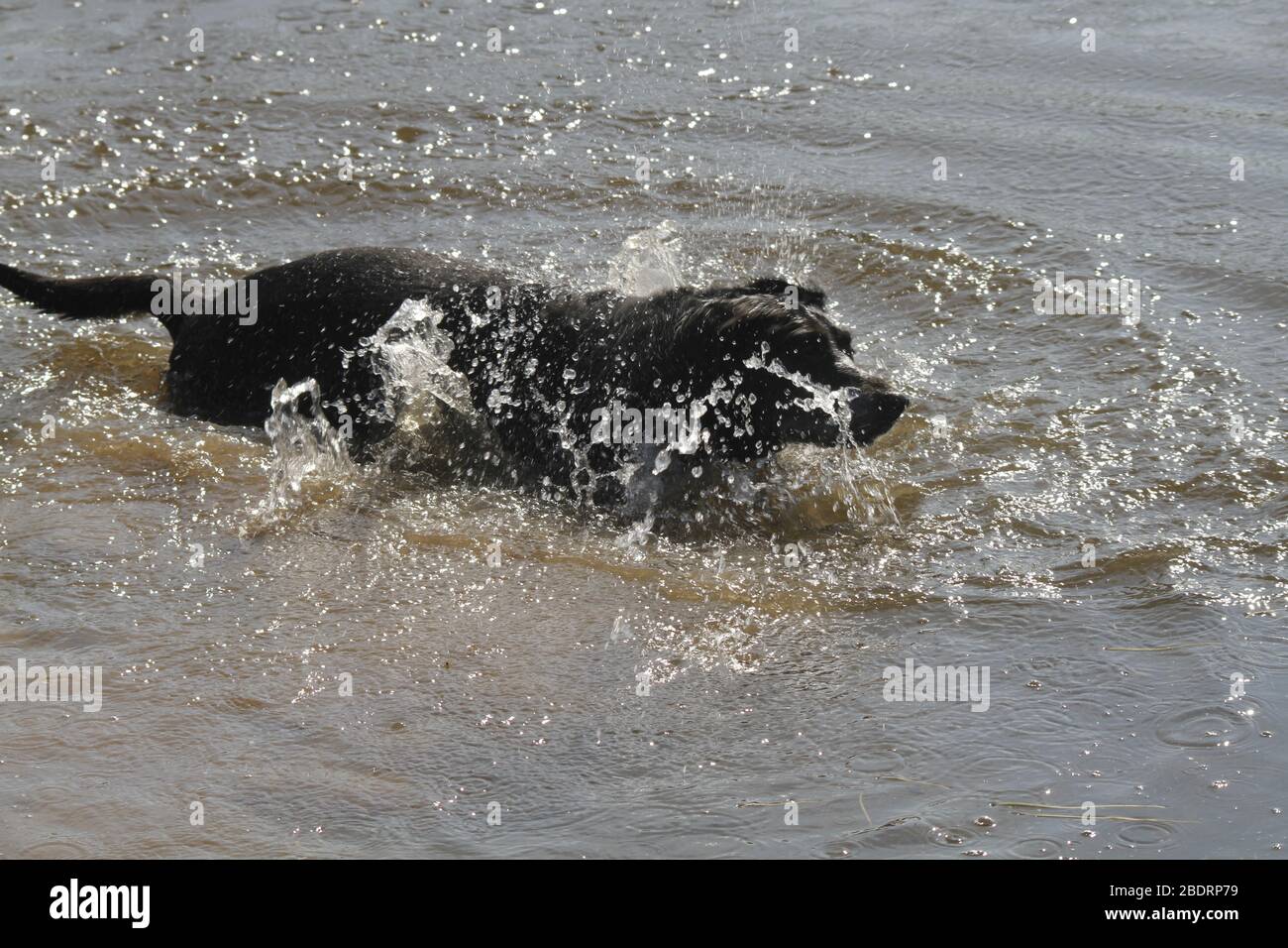 cane in acqua Foto Stock
