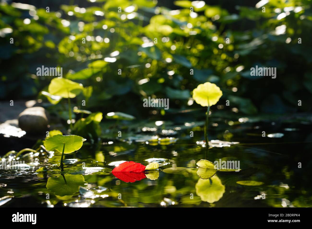 Stagno foglia di loto e rosso alla luce del sole Foto Stock