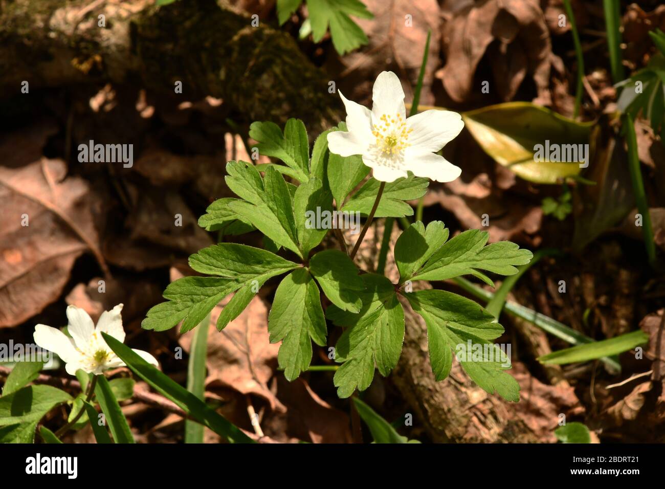 Legno Anemone 'Anemone nemorosa' che mostra il suo fiore e la forma delle sue foglie sul pavimento di un legno in Somerset. Foto Stock
