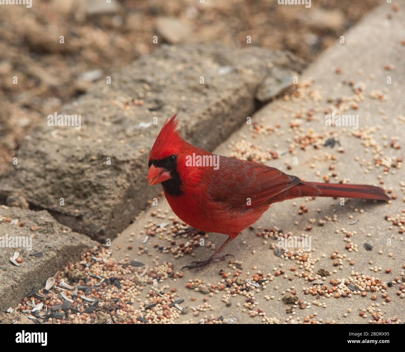 Maschio Cardinale settentrionale appollaiato su cemento mangiando seme. Foto Stock