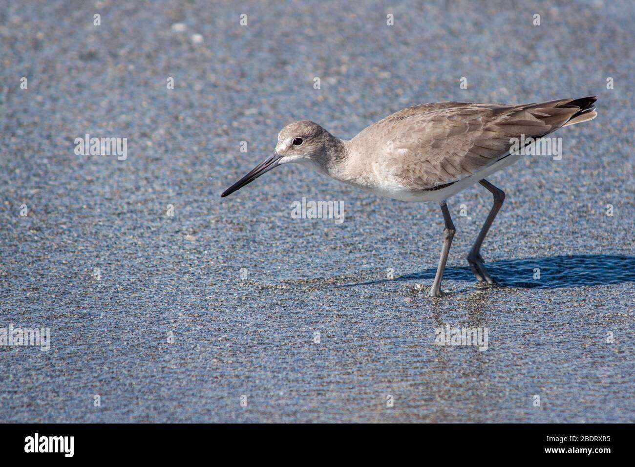 Willet foraging su una spiaggia in Florida. Foto Stock