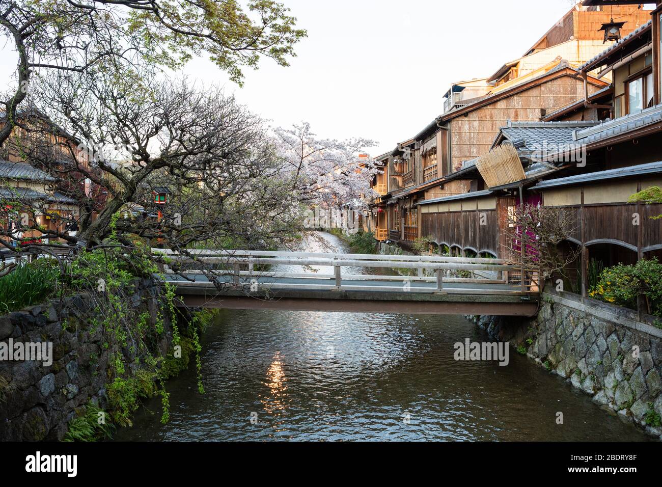 Fiume con fiore di ciliegi nel quartiere di Gion, Kyoto Foto Stock